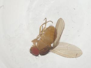  ( - CBG-B01880-A07)  @11 [ ] CreativeCommons - Attribution Share - Alike (2025) Centre for Biodiversity Genomics Centre for Biodiversity Genomics