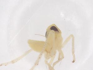  ( - CBG-B01886-C05)  @11 [ ] CreativeCommons - Attribution Share - Alike (2025) Centre for Biodiversity Genomics Centre for Biodiversity Genomics