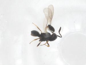  ( - CBG-B01887-H02)  @11 [ ] CreativeCommons - Attribution Share - Alike (2025) Centre for Biodiversity Genomics Centre for Biodiversity Genomics