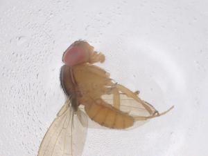  ( - CBG-B01888-G10)  @11 [ ] CreativeCommons - Attribution Share - Alike (2025) Centre for Biodiversity Genomics Centre for Biodiversity Genomics