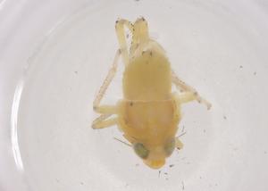  ( - CBG-B01894-C11)  @11 [ ] CreativeCommons - Attribution Share - Alike (2025) Centre for Biodiversity Genomics Centre for Biodiversity Genomics