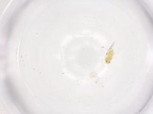  ( - CBG-B01965-B09)  @11 [ ] CreativeCommons - Attribution Share - Alike (2025) Centre for Biodiversity Genomics Centre for Biodiversity Genomics