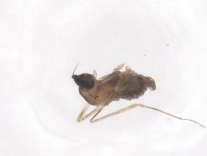  ( - CBG-B01966-C05)  @11 [ ] CreativeCommons - Attribution Share - Alike (2025) Centre for Biodiversity Genomics Centre for Biodiversity Genomics