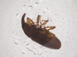  ( - CBG-B01984-A08)  @11 [ ] CreativeCommons - Attribution Share - Alike (2025) Centre for Biodiversity Genomics Centre for Biodiversity Genomics