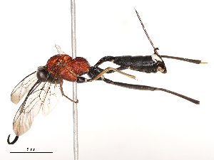  ( - CBG-B02539-A05)  @11 [ ] CreativeCommons - Attribution Share - Alike (2025) CBG Photography Group Centre for Biodiversity Genomics