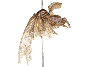  ( - CBG-B02539-A06)  @11 [ ] CreativeCommons - Attribution Share - Alike (2025) CBG Photography Group Centre for Biodiversity Genomics