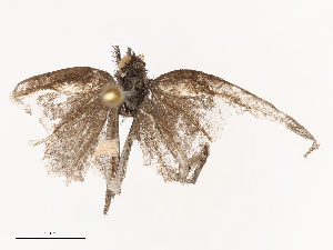  ( - CBG-B02539-B04)  @11 [ ] CreativeCommons - Attribution Share - Alike (2025) CBG Photography Group Centre for Biodiversity Genomics