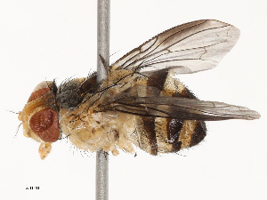  ( - CBG-B02539-C07)  @11 [ ] CreativeCommons - Attribution Share - Alike (2025) CBG Photography Group Centre for Biodiversity Genomics