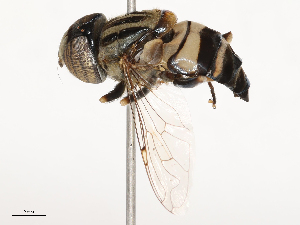  ( - CBG-B02542-A07)  @11 [ ] CreativeCommons - Attribution Share - Alike (2025) CBG Photography Group Centre for Biodiversity Genomics