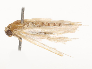  ( - CBG-B02542-C05)  @11 [ ] CreativeCommons - Attribution Share - Alike (2025) CBG Photography Group Centre for Biodiversity Genomics