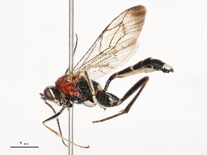  ( - CBG-B02544-B04)  @11 [ ] CreativeCommons - Attribution Share - Alike (2025) CBG Photography Group Centre for Biodiversity Genomics