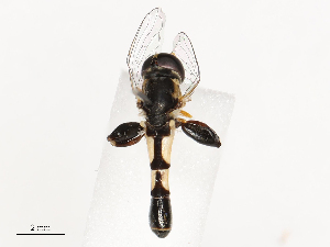  ( - CBG-B02545-A04)  @11 [ ] CreativeCommons - Attribution Share - Alike (2025) CBG Photography Group Centre for Biodiversity Genomics