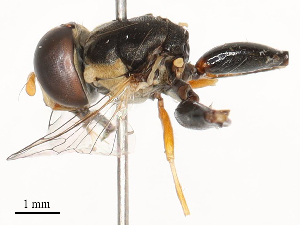  ( - CBG-B02545-B04)  @11 [ ] CreativeCommons - Attribution Share - Alike (2025) CBG Photography Group Centre for Biodiversity Genomics