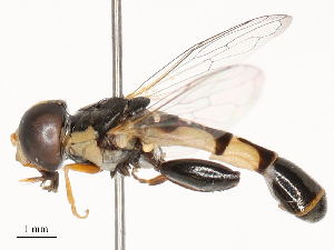  ( - CBG-B02545-E09)  @11 [ ] CreativeCommons - Attribution Share - Alike (2025) CBG Photography Group Centre for Biodiversity Genomics