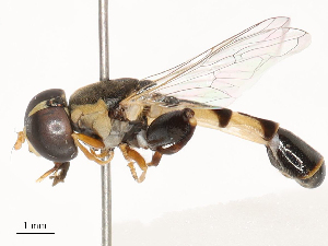  ( - CBG-B02545-F05)  @11 [ ] CreativeCommons - Attribution Share - Alike (2025) CBG Photography Group Centre for Biodiversity Genomics