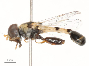  ( - CBG-B02545-F11)  @11 [ ] CreativeCommons - Attribution Share - Alike (2025) CBG Photography Group Centre for Biodiversity Genomics