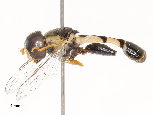  ( - CBG-B02545-G02)  @11 [ ] CreativeCommons - Attribution Share - Alike (2025) CBG Photography Group Centre for Biodiversity Genomics