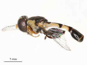 ( - CBG-B02545-H07)  @11 [ ] CreativeCommons - Attribution Share - Alike (2025) CBG Photography Group Centre for Biodiversity Genomics