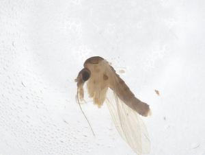  ( - CBG-B02567-F12)  @11 [ ] CreativeCommons - Attribution Share - Alike (2025) Centre for Biodiversity Genomics Centre for Biodiversity Genomics