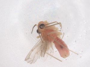  ( - CBG-B03458-F11)  @11 [ ] CreativeCommons - Attribution Share - Alike (2025) Centre for Biodiversity Genomics Centre for Biodiversity Genomics