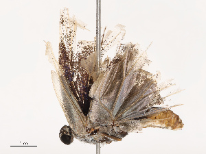  ( - CBG-B07577-D03)  @11 [ ] CreativeCommons - Attribution Share - Alike (2025) CBG Photography Group Centre for Biodiversity Genomics