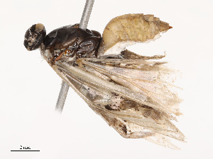  ( - CBG-B07577-D04)  @11 [ ] CreativeCommons - Attribution Share - Alike (2025) CBG Photography Group Centre for Biodiversity Genomics