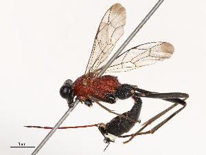  ( - CBG-B07588-B05)  @11 [ ] CreativeCommons - Attribution Share - Alike (2025) CBG Photography Group Centre for Biodiversity Genomics