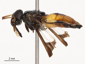  (Chrysops longicornis - CBG-B07588-D03)  @11 [ ] CreativeCommons - Attribution Share - Alike (2025) CBG Photography Group Centre for Biodiversity Genomics
