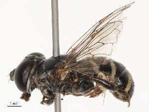  (Eumerus obliquus - CBG-B07588-F08)  @11 [ ] CreativeCommons - Attribution Share - Alike (2025) CBG Photography Group Centre for Biodiversity Genomics