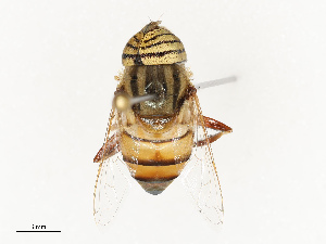  ( - CBG-B07594-A01)  @11 [ ] CreativeCommons - Attribution Share - Alike (2025) CBG Photography Group Centre for Biodiversity Genomics