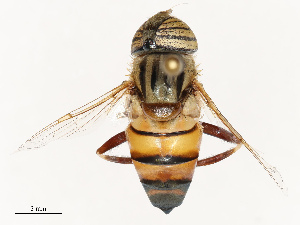  ( - CBG-B07594-A12)  @11 [ ] CreativeCommons - Attribution Share - Alike (2025) CBG Photography Group Centre for Biodiversity Genomics