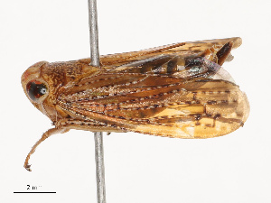  ( - CBG-B07594-D02)  @11 [ ] CreativeCommons - Attribution Share - Alike (2025) CBG Photography Group Centre for Biodiversity Genomics