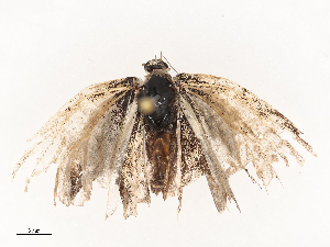  ( - CBG-B07594-F07)  @11 [ ] CreativeCommons - Attribution Share - Alike (2025) CBG Photography Group Centre for Biodiversity Genomics