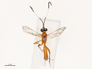  (Necolio - CBG-B07594-H06)  @11 [ ] CreativeCommons - Attribution Share - Alike (2025) CBG Photography Group Centre for Biodiversity Genomics