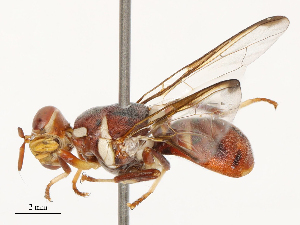  ( - CBG-B14790-B11)  @11 [ ] CreativeCommons - Attribution Share - Alike (2025) CBG Photography Group Centre for Biodiversity Genomics