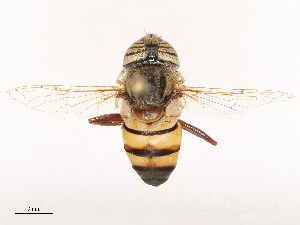  ( - CBG-B19165-G09)  @11 [ ] CreativeCommons - Attribution Share - Alike (2025) CBG Photography Group Centre for Biodiversity Genomics