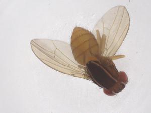  ( - CBG-B23700-A01)  @11 [ ] CreativeCommons - Attribution Share - Alike (2025) Centre for Biodiversity Genomics Centre for Biodiversity Genomics