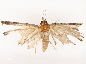  (Dysgonia prorasigna - CBG-B07459-G09)  @11 [ ] CreativeCommons - Attribution Share - Alike (2025) CBG Photography Group Centre for Biodiversity Genomics