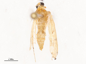  ( - CBG-B07468-H02)  @11 [ ] CreativeCommons - Attribution Share - Alike (2025) CBG Photography Group Centre for Biodiversity Genomics