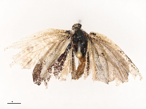  ( - CBG-B07471-E05)  @11 [ ] CreativeCommons - Attribution Share - Alike (2025) CBG Photography Group Centre for Biodiversity Genomics