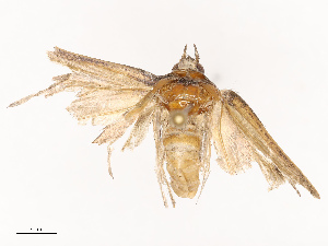  ( - CBG-B07471-F02)  @11 [ ] CreativeCommons - Attribution Share - Alike (2025) CBG Photography Group Centre for Biodiversity Genomics