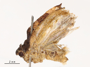  ( - CBG-B07576-H11)  @11 [ ] CreativeCommons - Attribution Share - Alike (2025) CBG Photography Group Centre for Biodiversity Genomics