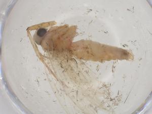  ( - CBG-B15273-E09)  @11 [ ] CreativeCommons - Attribution Share - Alike (2025) Centre for Biodiversity Genomics Centre for Biodiversity Genomics