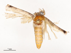  ( - CBG-B15691-A07)  @11 [ ] CreativeCommons - Attribution Share - Alike (2025) CBG Photography Group Centre for Biodiversity Genomics