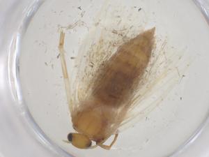  ( - CBG-B15719-E05)  @11 [ ] CreativeCommons - Attribution Share - Alike (2025) Centre for Biodiversity Genomics Centre for Biodiversity Genomics