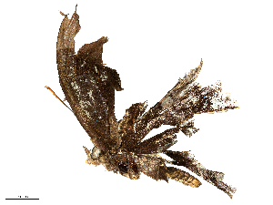  ( - CBG-B15757-G03)  @11 [ ] CreativeCommons - Attribution Share - Alike (2025) CBG Photography Group Centre for Biodiversity Genomics