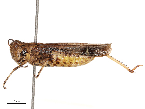  ( - CBG-B15757-G04)  @11 [ ] CreativeCommons - Attribution Share - Alike (2025) CBG Photography Group Centre for Biodiversity Genomics