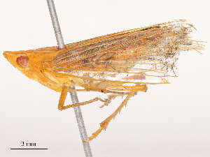  ( - CBG-B19185-D03)  @11 [ ] CreativeCommons - Attribution Share - Alike (2025) CBG Photography Group Centre for Biodiversity Genomics
