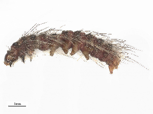  ( - CBG-B19963-H08)  @11 [ ] CreativeCommons - Attribution Share - Alike (2025) CBG Photography Group Centre for Biodiversity Genomics