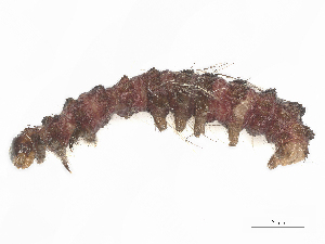  ( - CBG-B19963-H09)  @11 [ ] CreativeCommons - Attribution Share - Alike (2025) CBG Photography Group Centre for Biodiversity Genomics